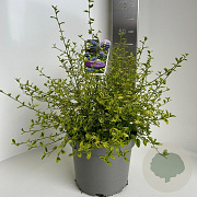 Ceanothus El Dorado 30-40 cm 5,0L