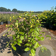 Cephalanthus o. Magical Moonlight 40-60 cm 10L