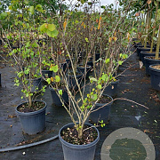 Cercis siliquastrum 100-125 cm 40L meerstammig