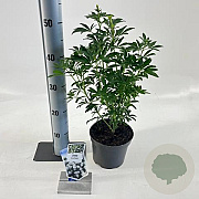 Choisya Green Fingers 25-30 cm 2,0L