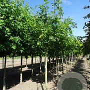 Cladrastis kentukea 6-8 HO draadkluit