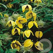 Clematis 'Bill MacKenzie' 80-100 cm rozenpot 2L