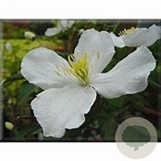 Clematis chrysocoma 80 cm rozenpot 2L 2 rank