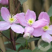 Clematis 'Fragrant Spring' 80-100 cm rozenpot 2L