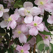 Clematis 'Mayleen' 80-100 cm rozenpot 2L