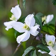 Clematis mont. wilsonii 150-175 cm 5,0L
