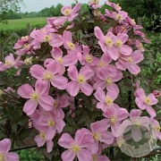Clematis 'Tetrarose' 80-100 cm rozenpot 2L