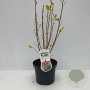 Clethra alnif. 'Ruby Spice' 40-50 cm 3,0L