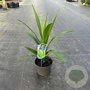 Cordyline aus. Emerald Star 30-40 cm 3,0L