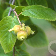 Corylus chinensis 6-8 HO draadkluit