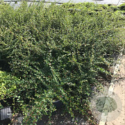 Cotoneaster suec. 'Coral Beauty' 30-40 cm 2,0L