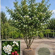 Crataegus laev. 'Mutab. Ravnholdt' 300-350 cm draadkluit meerstammig