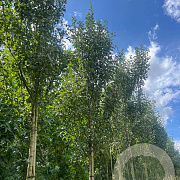 Crataegus monogyna 'Stricta' 10-12 HO draadkluit