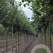 Crataegus succulenta 'Jubilee' 10-12 HO draadkluit