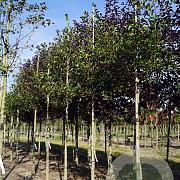 Crataegus succulenta 'Jubilee' 12-14 HO draadkluit