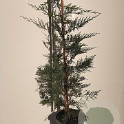Cupressocyparis leylandii 80-100 cm 5,0L