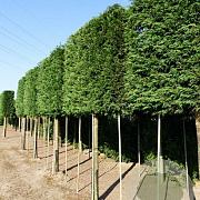Cupressocyparis leylandii 8-10 HO 15L LEIVORM 160 cm stam