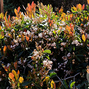 Eriobotrya japonica 'Coppertone' 200-250 cm 25L solitair