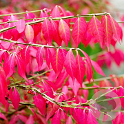 Euonymus alat. 'Blade Runner' 60-80 cm 15L