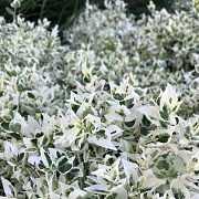Euonymus fort. Dans Delight 20-25 cm 2,0L