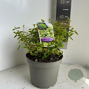 Euonymus fort. 'Emerald 'n' Gold' 30-35 cm 5,0L