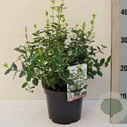 Euonymus fort. 'Emerald 'n' Green' 20-25 cm 2,0L