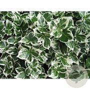 Euonymus fort. 'Emerald Beauty' 12-15 cm P9