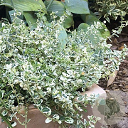 Euonymus fort. Silver Carpet 15-20 cm C1