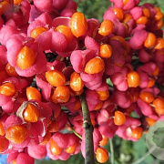 Euonymus ham. 'Indian Summer' 8-10 HO draadkluit