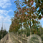 Euonymus ham. 'Indian Summer' 10-12 HO draadkluit