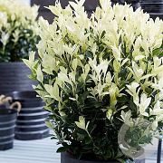 Euonymus jap. Extravaganza 20-30 cm 2,0L