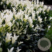 Euonymus jap. 'Francien' 30-35 cm 5,0L