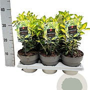 Euonymus jap. 'Gold Queen' 15-20 cm C1 6 tak