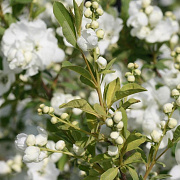 Exochorda racem. 'Huibl' 125-150 cm 15L struik