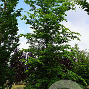 Fagus sylvatica 25-30 HO draadkluit geveerd