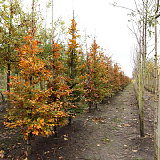 Fagus syl. 'Atropunicea' 12-14 HO draadkluit geveerd