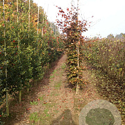 Fagus syl. 'Atropunicea' 14-16 HO draadkluit geveerd