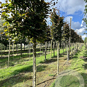 Fagus syl. 'Atropunicea' 16-18 HO draadkluit 200 cm stam LEIVORM