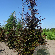 Fagus syl. 'Atropunicea' 16-18 HO draadkluit geveerd