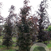 Fagus syl. 'Atropunicea' 20-25 HO draadkluit geveerd