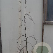 Fagus syl. 'Purpurea Pendula' 150-175 cm 15L