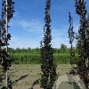 Fagus syl. 'Rohan Obelisk' 25-30 HO draadkluit geveerd