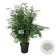 Fargesia robusta 'Wenchuan' 125-150 cm 7,5L Gestokt