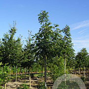 Fraxinus amer. 'Autumn Applause' 10-12 HO draadkluit