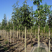 Fraxinus americana microcarpa 16-18 HO draadkluit