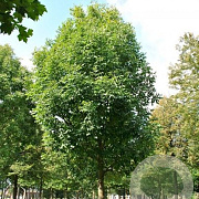 Fraxinus amer. 'Skyline' 16-18 HO draadkluit