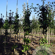 Ginkgo biloba 8-10 HO draadkluit geveerd