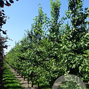 Ginkgo biloba 12-14 HO draadkluit geveerd