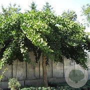 Ginkgo bil. 'Pendula' 8-10 HO draadkluit geveerd