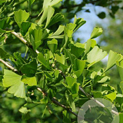 Ginkgo bil. 'Tubifolia' 6-8 HO draadkluit geveerd